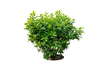 Ixora Red needle flower. (png) Ornamental plants and evergreen shrubs (shrubs) square shape. For making fences and decorating the garden for beauty.