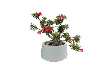 Tree and Bonsai. Adenium obesum has bright pink and red flowers. (Desert Rose, mock azalea) Planted in a white pot. on white background. (clipping path)