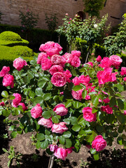 pink rose bush