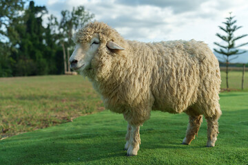 sheep resting in grass field