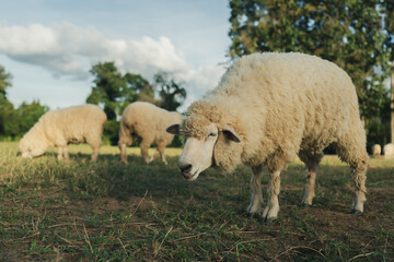 sheep resting in grass field
