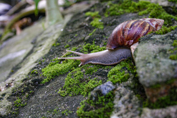 Brown snail crawls on the mossy rocks in a garden