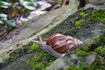 Brown snail crawls on the mossy rocks in a garden