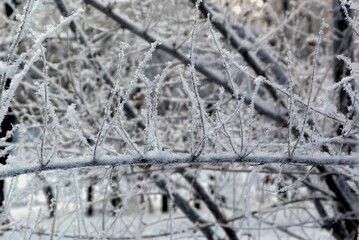 frost on the window