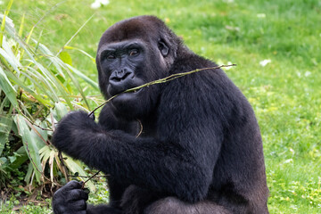 Young western lowland gorilla (Gorilla gorilla gorilla) eating leaves of a branch. Scowling expression on his face.  
