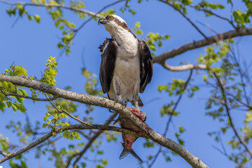 Osprey (Pandion haliaetus) perched on a tree branch, holding a partially eaten fish in its talons. Looking to the side. Blue sky above. At Lake Apopka, Florida. 
