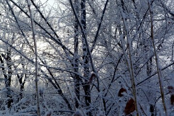 trees in the snow