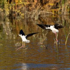 Black-necked stilt landing in beautiful light, seen in a North California marsh