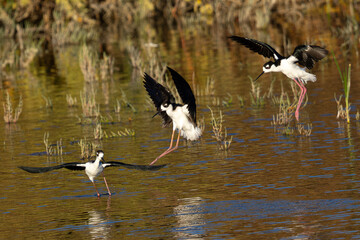 Obraz premium Black-necked stilt landing in beautiful light, seen in a North California marsh