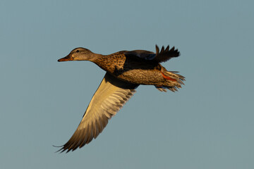 Male wild duck flying,  seen in a North California marsh