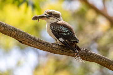 Australian Laughing Kookaburra feeding on a mouse
