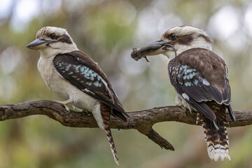 Australian Laughing Kookaburra feeding on a mouse