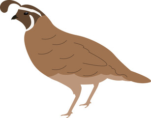 Illustration of a Quail Bird