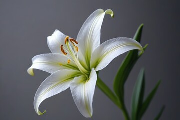 Obraz premium there is a white flower with a yellow center on a stem