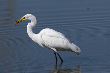 Great egret catching a fish, seen in the wild in a North California marsh 