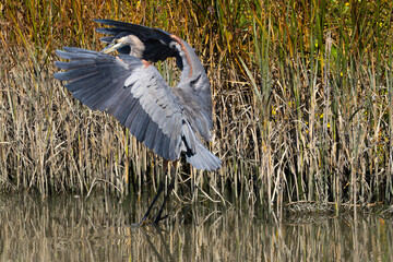 Great blue heron landing, seen in the wild in a North California marsh