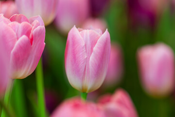 Beautiful pink tulip flower in blooming. Close up flower spring background. Selective focus.