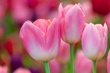 Pink tulips closeup. spring flower in garden. flower in blooming background.