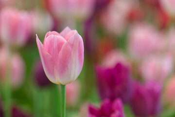 Obraz premium Beautiful pink tulips in the garden, selective focus flower.