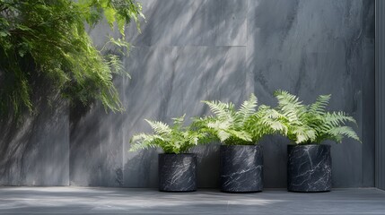 Minimalist Garden with Lush Ferns