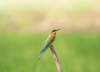bee eater bird