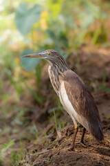 great blue heron