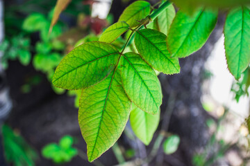 green leaves of a tree