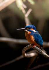 kingfisher on a branch