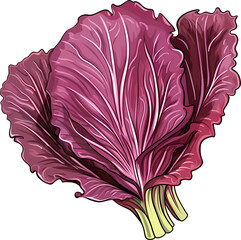 Obraz premium Radicchio