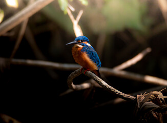 kingfisher on the branch