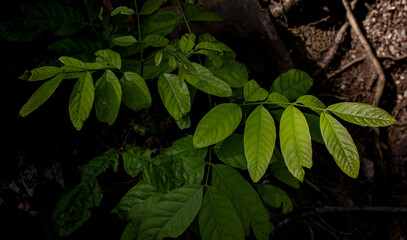 green leaves