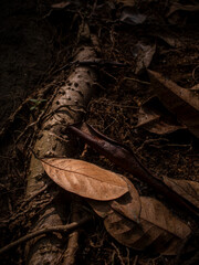 leaves on black background