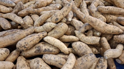 A Bountiful Harvest: A Close-Up View of Fresh Sweet Potatoes