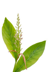 Flower of Alpinia galanga (L.) Willd, Galanga or False galangal  bloom in the garden isolated on white background included clipping path. 