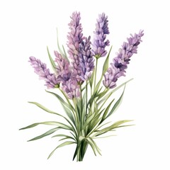 Obraz premium A beautiful watercolor painting of lavender flowers, showcasing delicate purple blooms and lush green leaves.