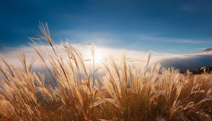 Naklejka premium Grass field