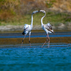Juvenile Greater Flamingos in a romantic mood
