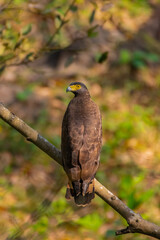 Crested Srpent Eagle 