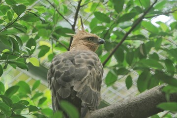  (Nisaetus bartelsi