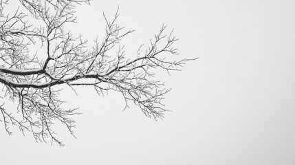 Fototapeta premium Snow Dusted Branches Against A Winter Sky