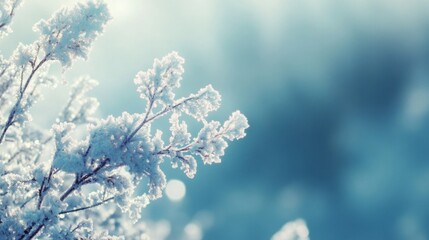 Winter Frost On Branch Delicate Ice Crystals Nature