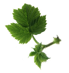 Green leaf isolated on white background