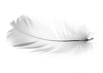 White feather isolated on white background