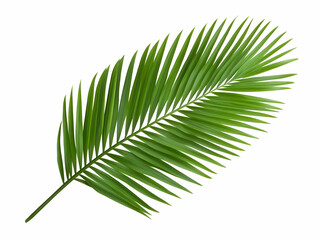 Obraz premium Green Palm Frond Illustration