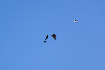 カラスのモビングを受ける鳶