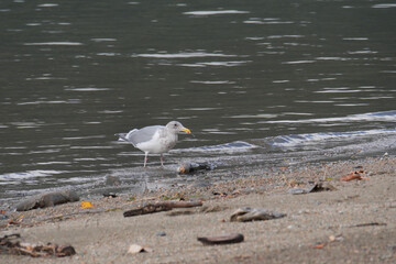 Seagull at Kilby Park Campground during a fall season in Harrison Mills, British Columbia, Canada