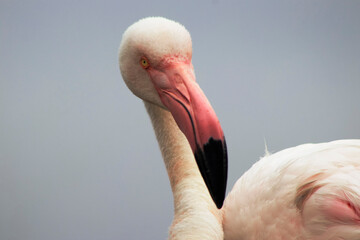 Fototapeta premium A close-up of a great flamingo against a blue sky.