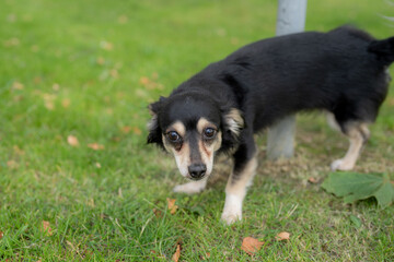Small Dog Peeing on a Post in a Grass Field