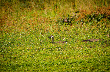 Canada Goose in pond