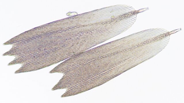 Butterfly (Papilio sp.) wing scales under microscope